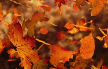 Fall leaves